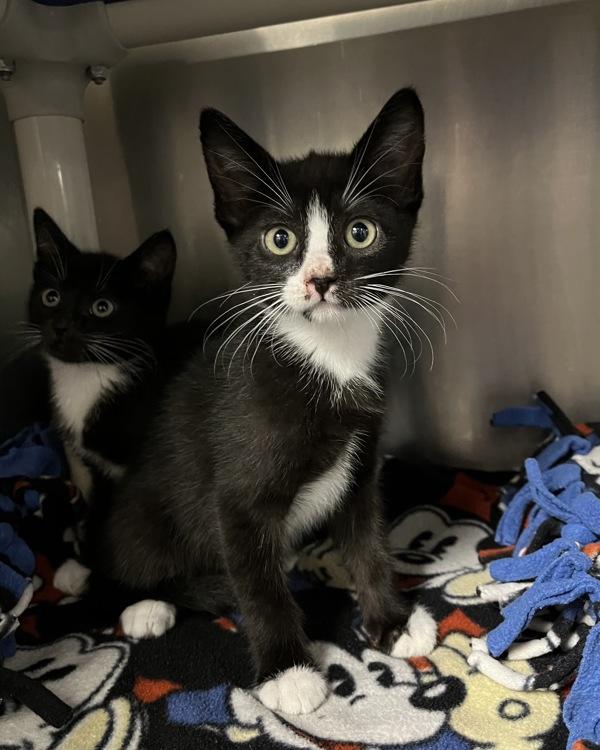Ski Goggles (with Snow Board), Adoptable, Kitten Male Domestic Short Hair.