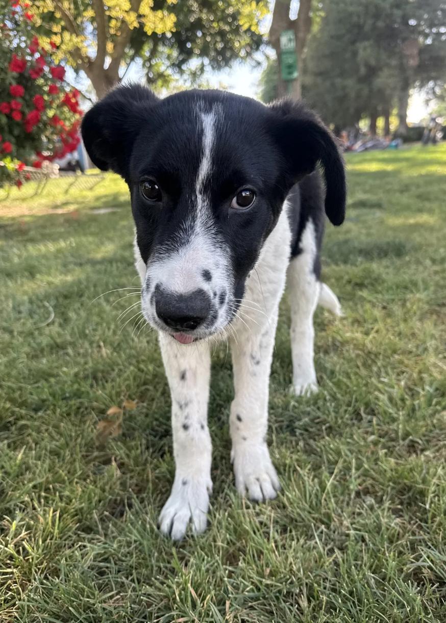 Puppy Orion, adopted, Puppy Male Collie & Australian Shepherd.