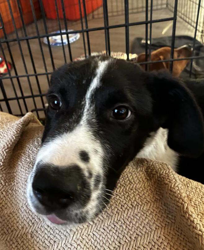 Enlarge Puppy Orion, a ADOPTABLE mixed breed in Davis, CA image 6/6