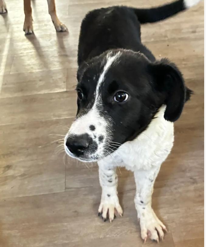 Enlarge Puppy Orion, a ADOPTABLE mixed breed in Davis, CA image 1/6