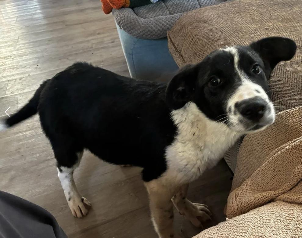 Enlarge Puppy Orion, a ADOPTABLE mixed breed in Davis, CA image 2/6