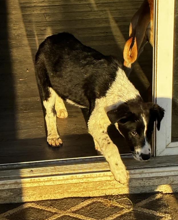 Enlarge Puppy Orion, a ADOPTABLE mixed breed in Davis, CA image 4/6