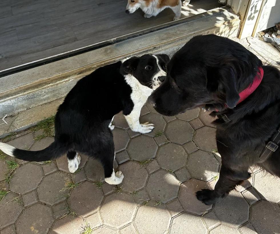 Enlarge Puppy Orion, a ADOPTABLE mixed breed in Davis, CA image 5/6