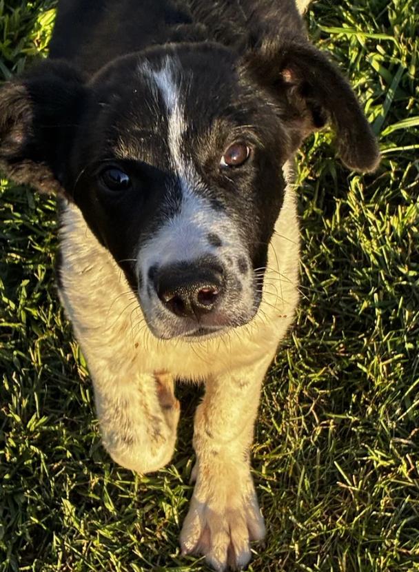 Enlarge Puppy Orion, a ADOPTABLE mixed breed in Davis, CA image 3/6