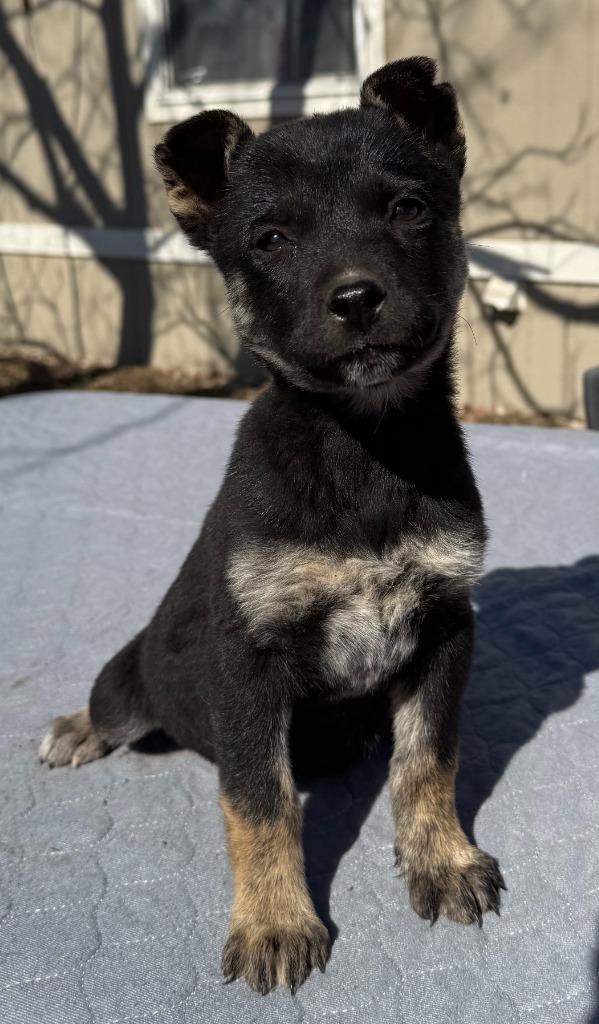 Mercy, Adoptable, Puppy Female Shepherd & Mixed Breed.