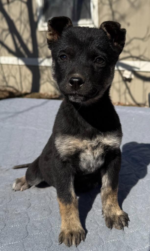 Enlarge Mercy, a Adoptable mixed breed in Junction, TX image 2/4