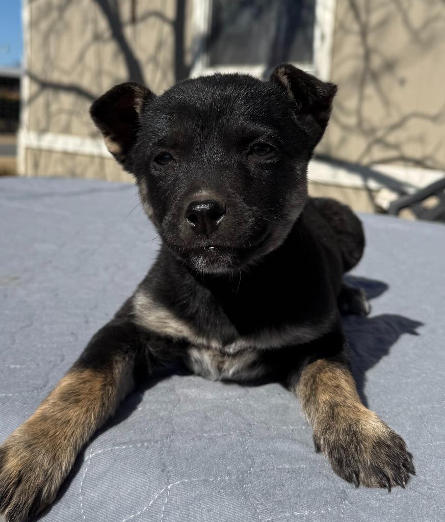 Enlarge Mercy, a Adoptable mixed breed in Junction, TX image 3/4