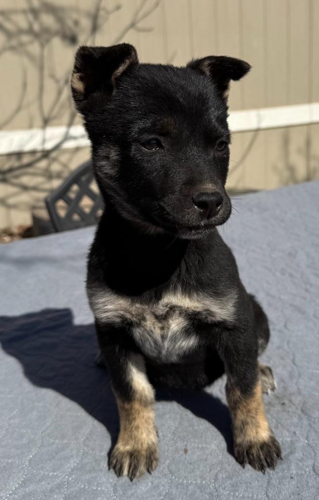 Enlarge Mercy, a Adoptable mixed breed in Junction, TX image 4/4