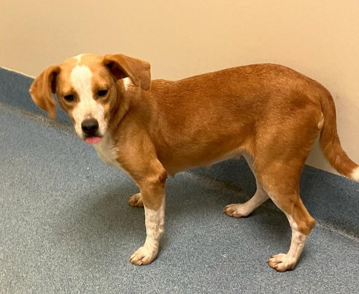 Wendy, ADOPTABLE, Adult Female Beagle.