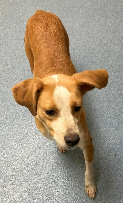 Enlarge Wendy, a ADOPTABLE mixed breed in Suffolk, VA image 2/3