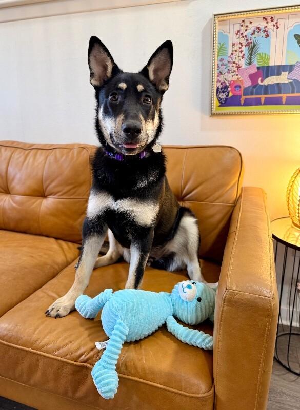 Lentil Lou The Loving Little Shepherd — thumbnail 4