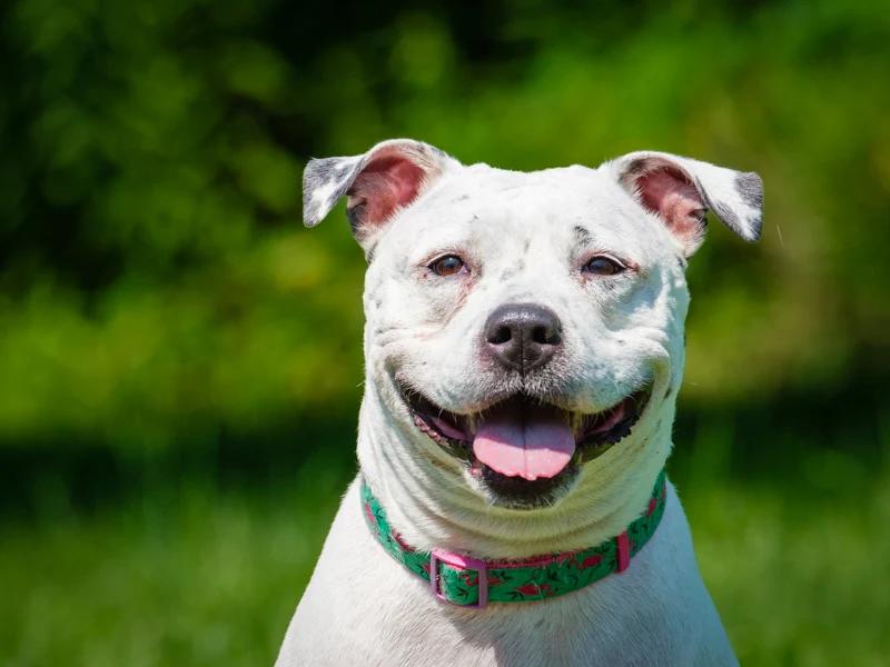 Precious, Adoptable, Adult Female Pit Bull Terrier.