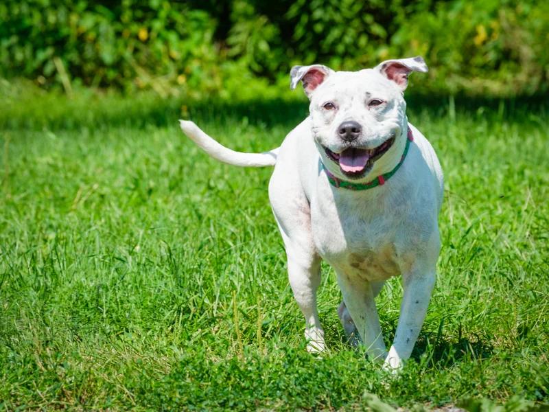 Enlarge Precious, a Adoptable Pit Bull Terrier in Pointe-Fortune, QC image 2/4