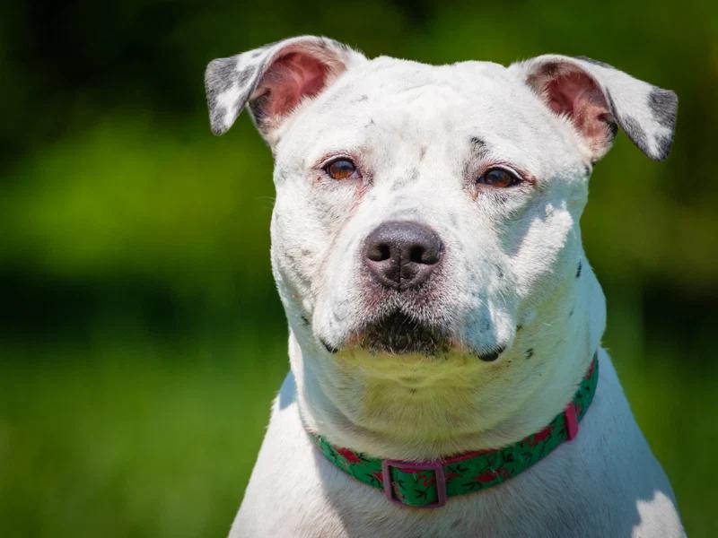 Enlarge Precious, a Adoptable Pit Bull Terrier in Pointe-Fortune, QC image 3/4