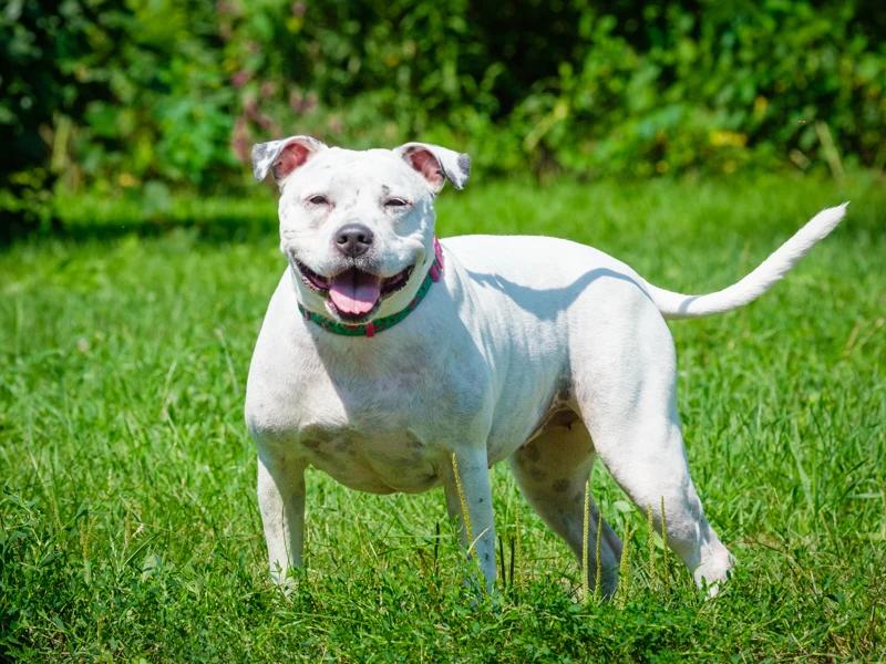 Enlarge Precious, a Adoptable Pit Bull Terrier in Pointe-Fortune, QC image 4/4