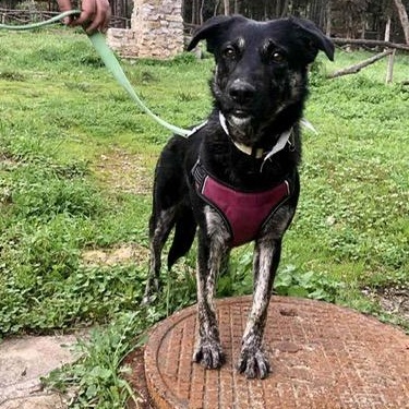 Enlarge Noir, a ADOPTABLE mixed breed in Scarborough, ON image 4/4