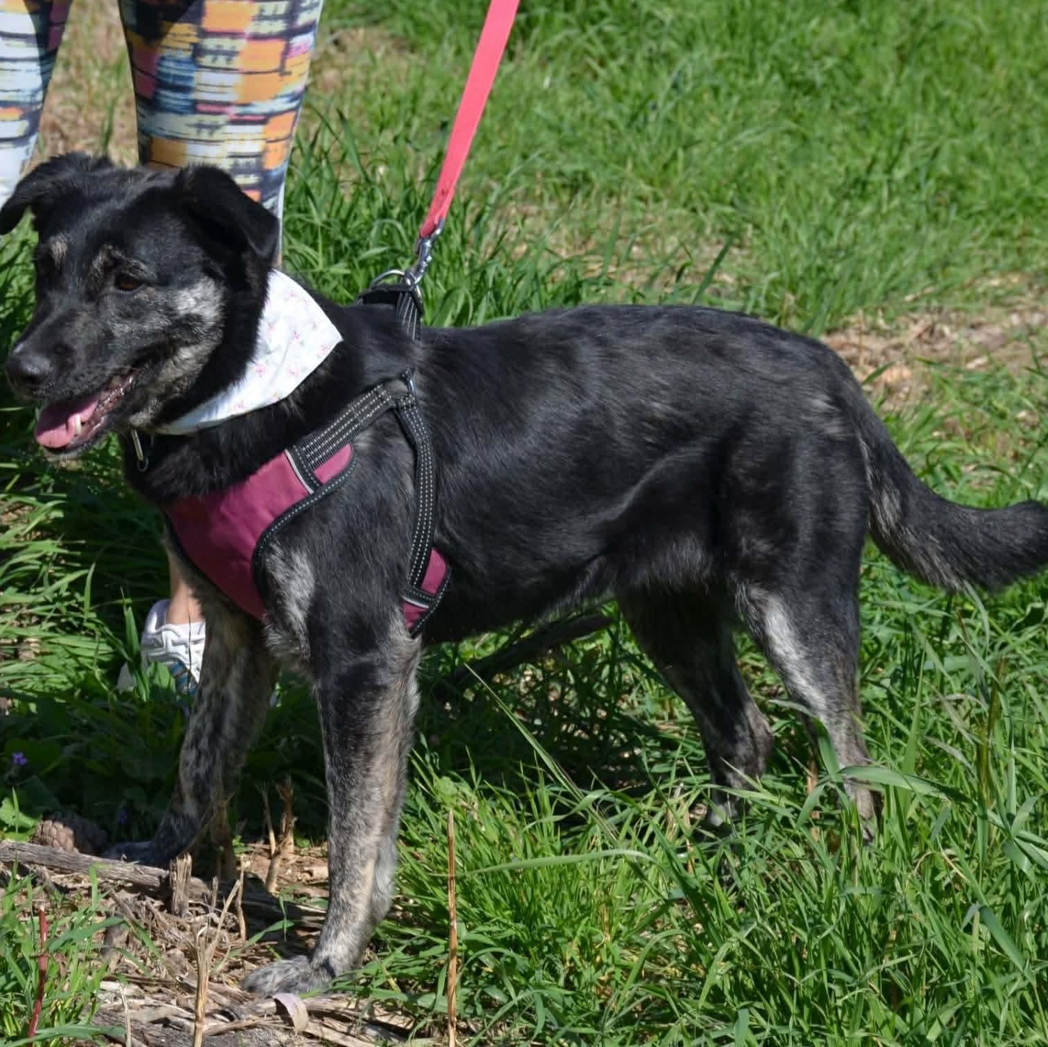Enlarge Noir, a ADOPTABLE mixed breed in Scarborough, ON image 3/4
