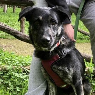 Enlarge Noir, a ADOPTABLE mixed breed in Scarborough, ON image 1/4