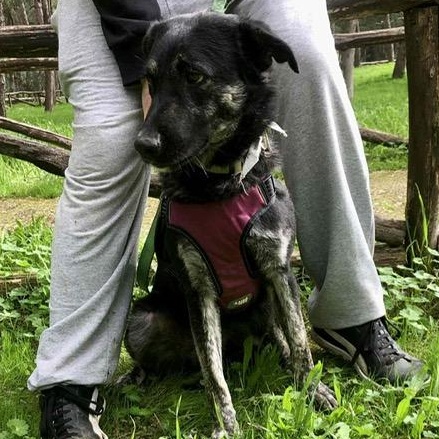 Enlarge Noir, a ADOPTABLE mixed breed in Scarborough, ON image 2/4