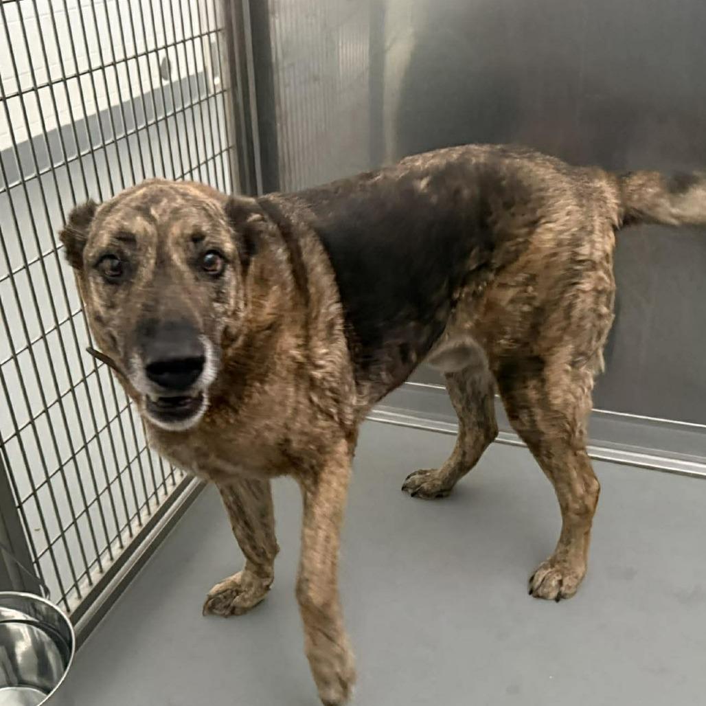 Shane, Adoptable, Senior Male German Shepherd Dog.