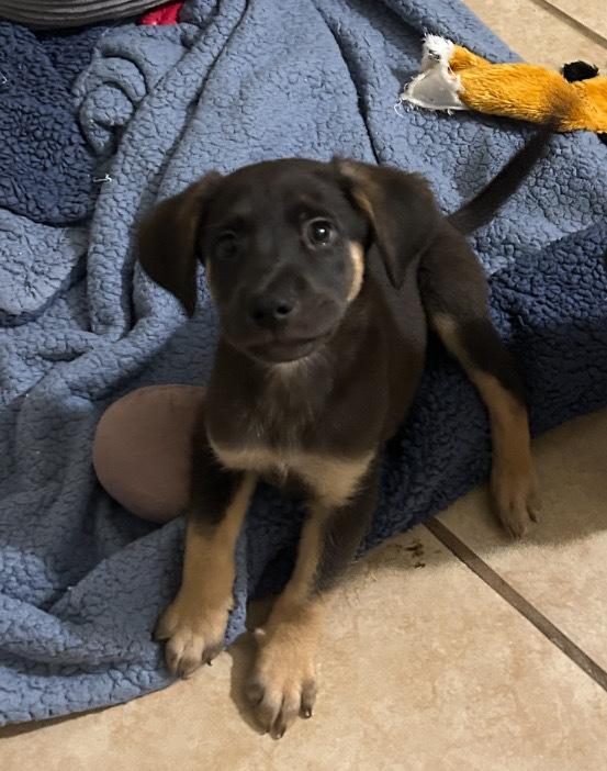 Enlarge Mocha, a ADOPTABLE mixed breed in TUCSON, AZ image 2/3