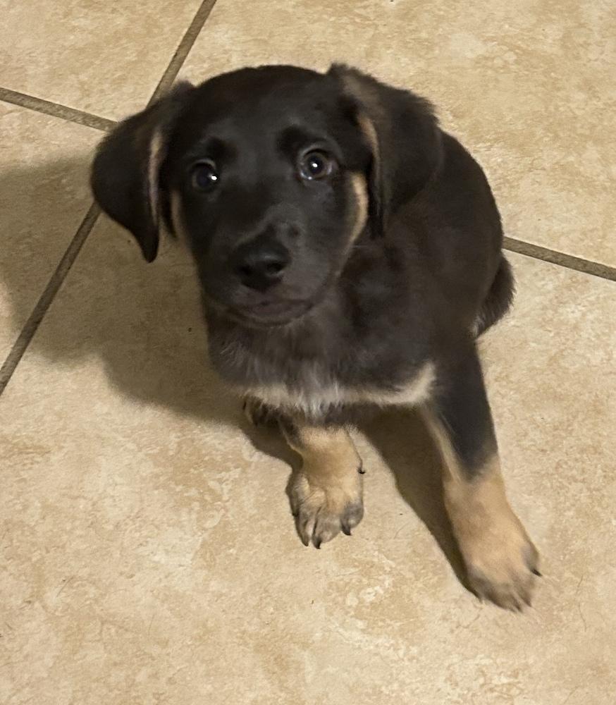 Enlarge Mocha, a ADOPTABLE mixed breed in TUCSON, AZ image 1/3