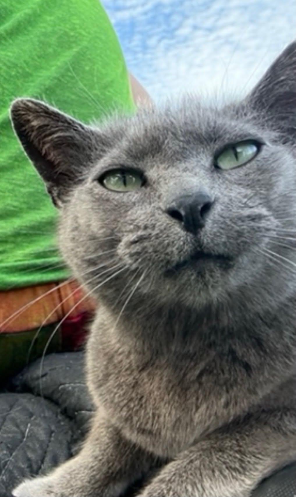 Jade, a ADOPTABLE Russian Blue in Lewis Center, OH image 2/3