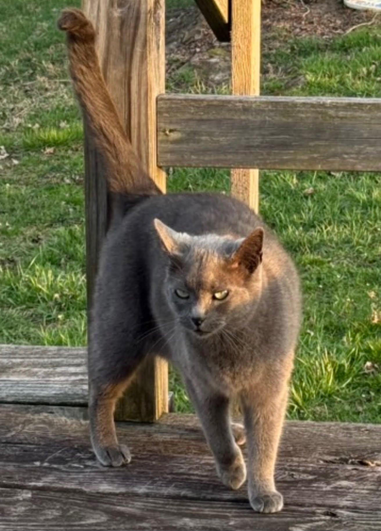 Jade, a ADOPTABLE Russian Blue in Lewis Center, OH image 3/3