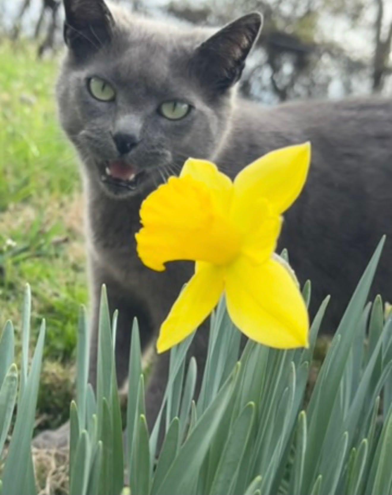 Jade, a ADOPTABLE Russian Blue in Lewis Center, OH image 1/3