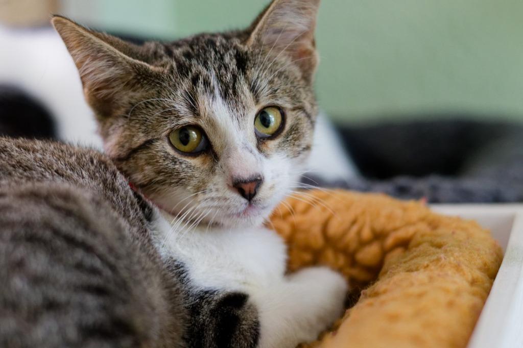 Remi, Adoptable, Kitten Female Domestic Short Hair.