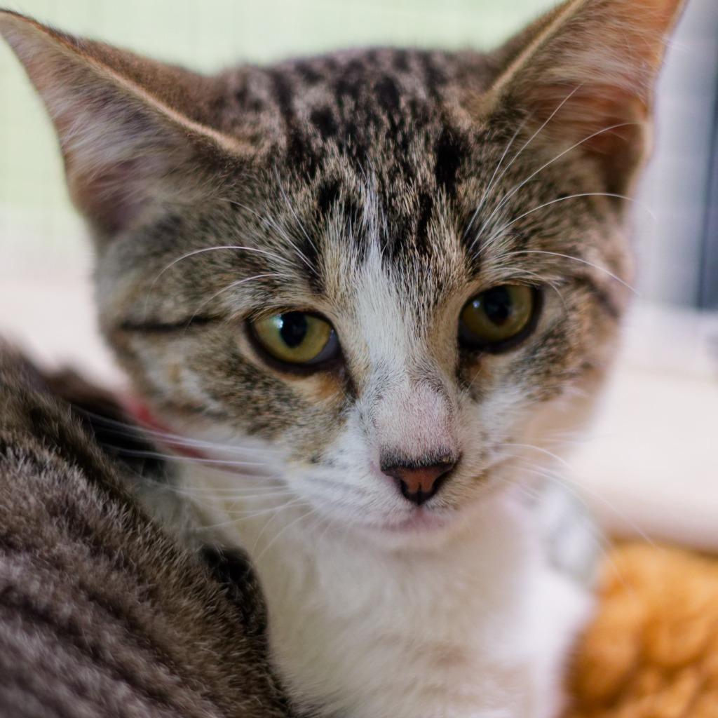 Enlarge Remi, a Adoptable mixed breed in Hot Springs, AR image 2/5