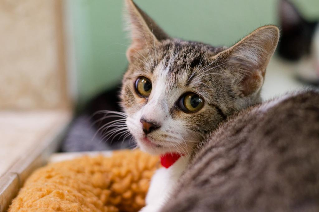 Enlarge Remi, a Adoptable mixed breed in Hot Springs, AR image 5/5