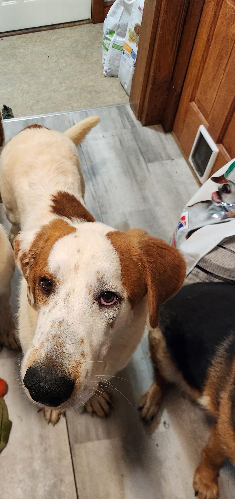 Jingle, Adoptable, Young Male Saint Bernard & Great Pyrenees.
