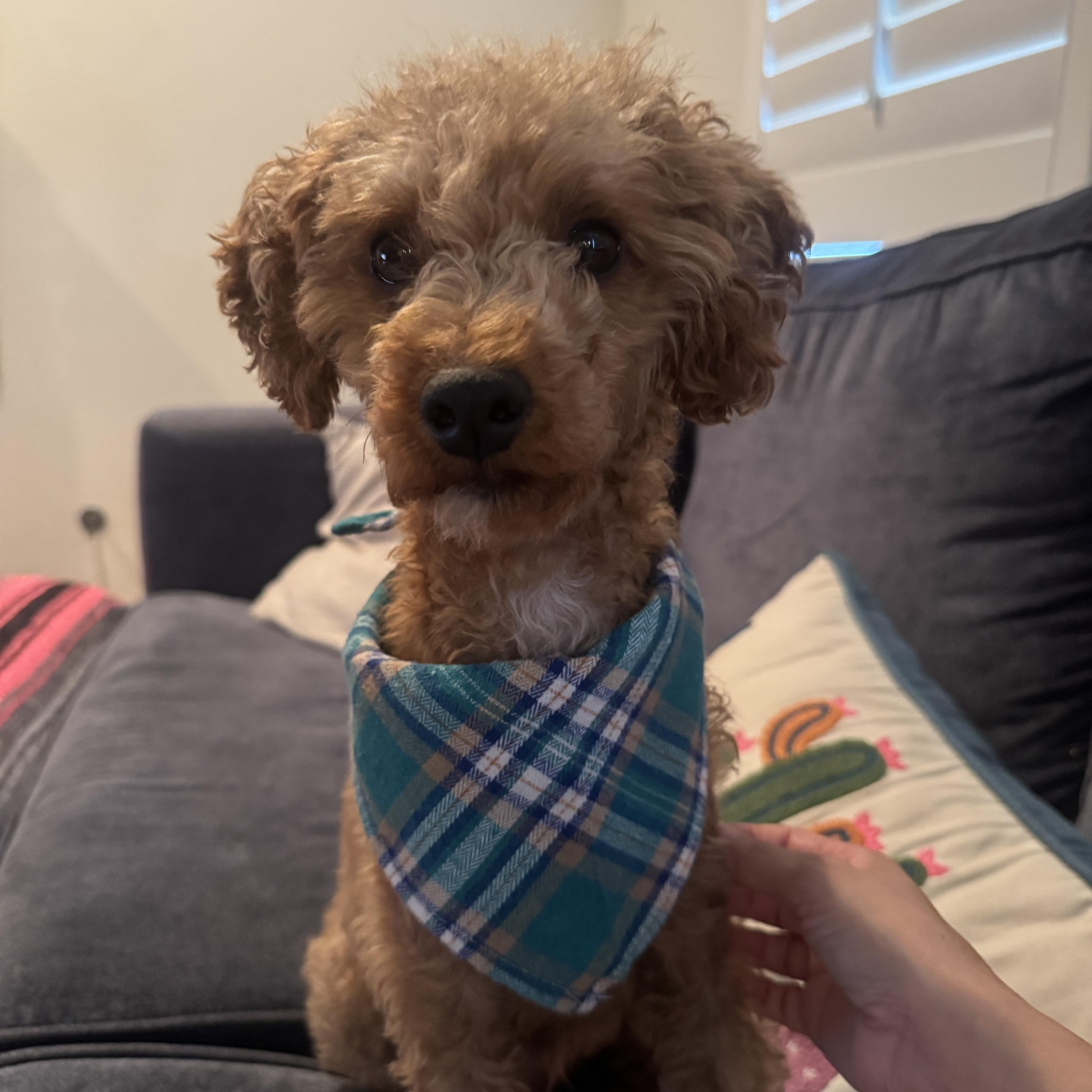 Milo, ADOPTABLE, Young Male Goldendoodle & Miniature Poodle.
