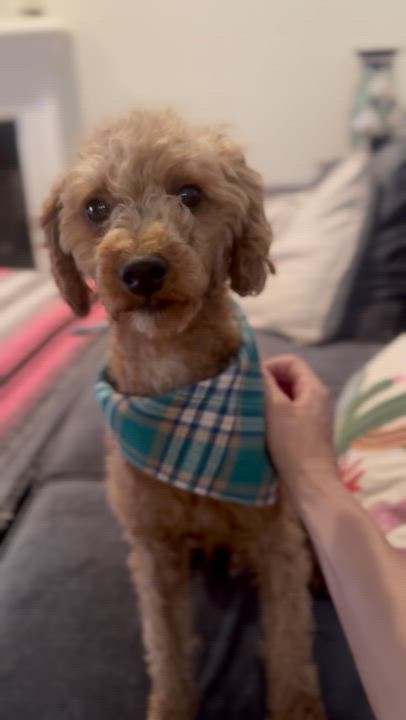 Enlarge Milo, a ADOPTABLE mixed breed in Los Angeles, CA video 2/4