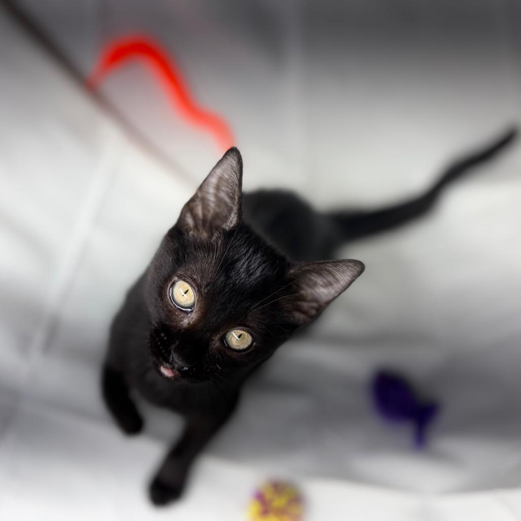 Enlarge Shade, a Adoptable Domestic Short Hair in Morrisville, VT image 1/6