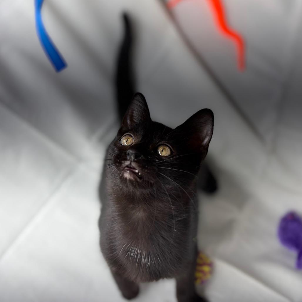 Enlarge Shade, a Adoptable Domestic Short Hair in Morrisville, VT image 2/6