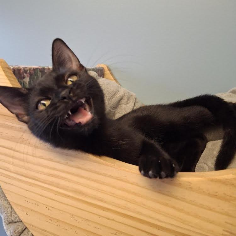 Enlarge Shade, a Adoptable Domestic Short Hair in Morrisville, VT image 3/6