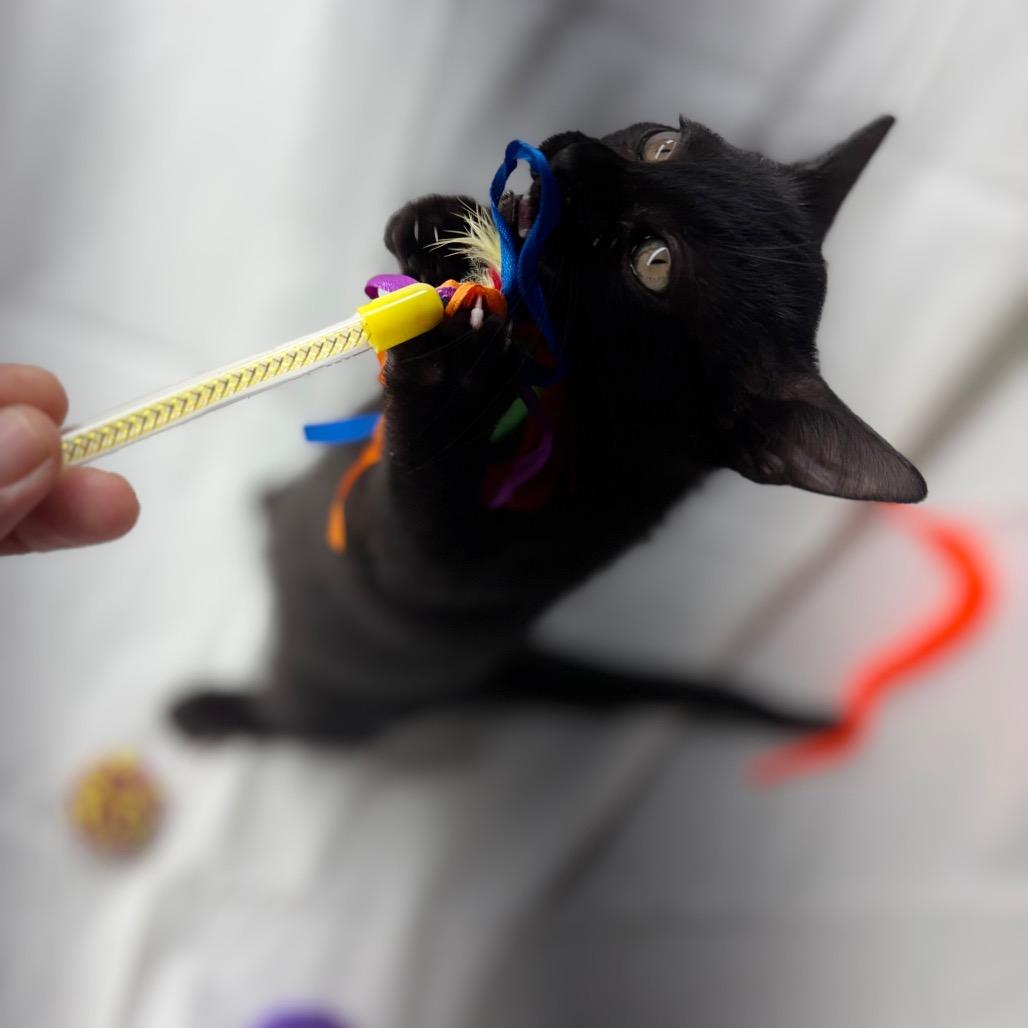 Enlarge Shade, a Adoptable Domestic Short Hair in Morrisville, VT image 4/6