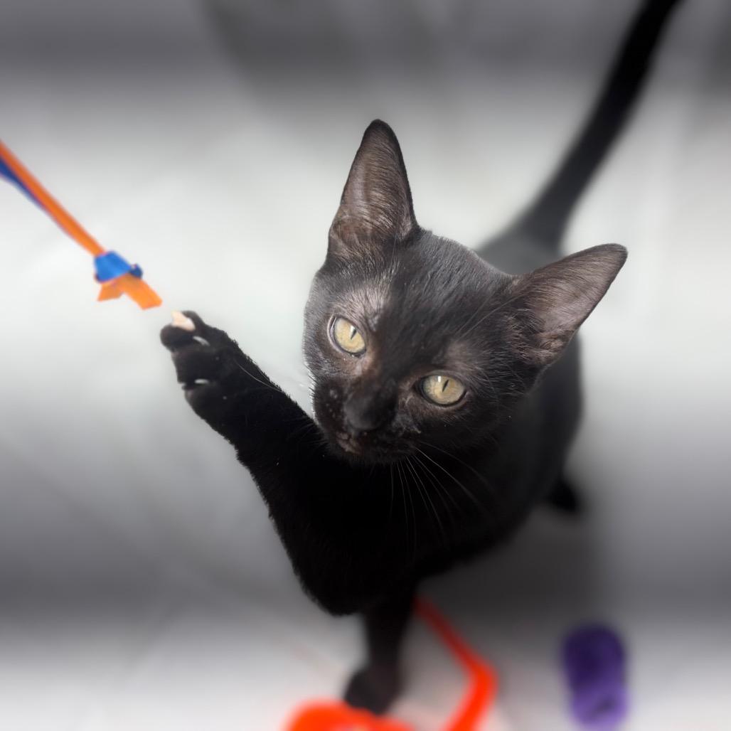 Enlarge Shade, a Adoptable Domestic Short Hair in Morrisville, VT image 5/6