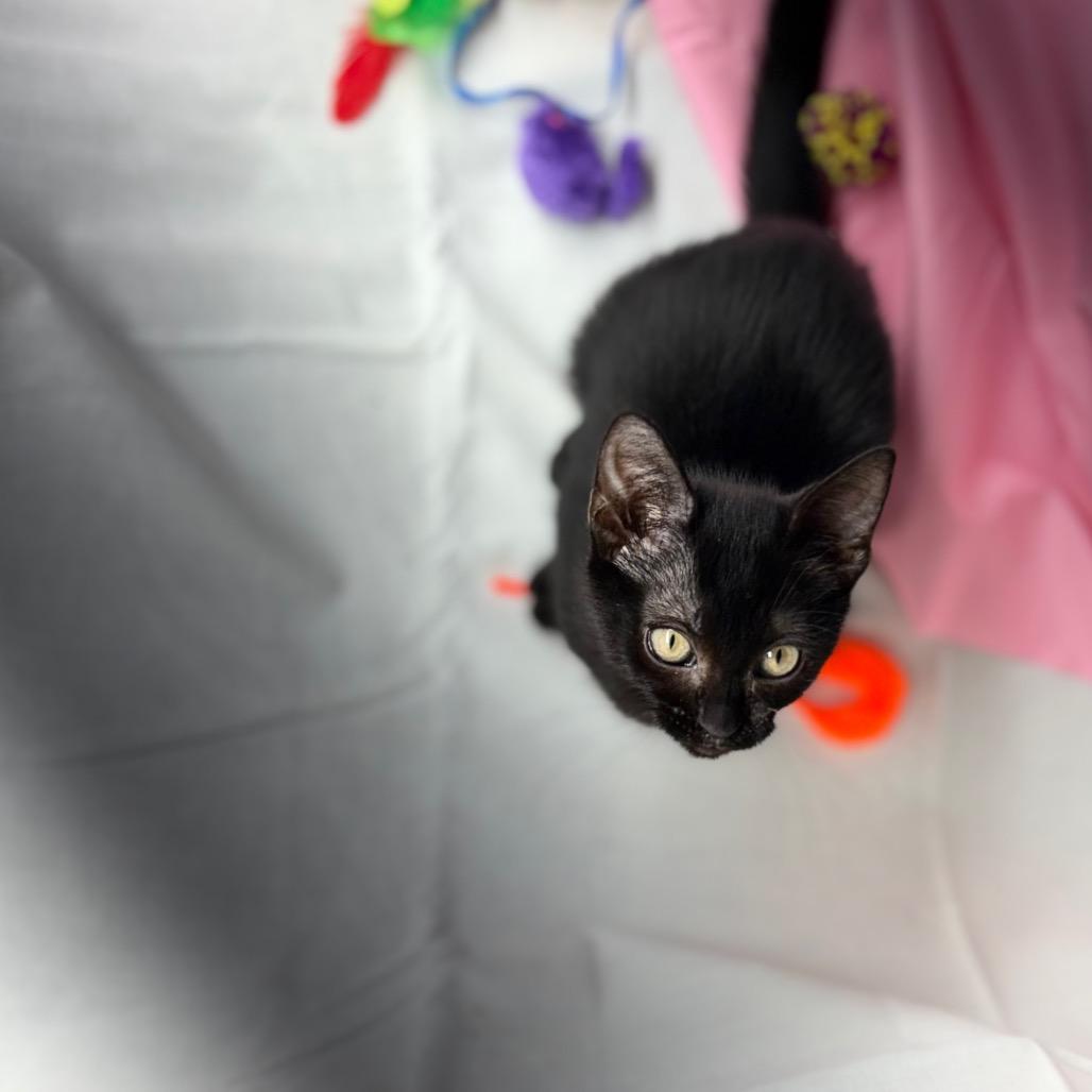 Enlarge Shade, a Adoptable Domestic Short Hair in Morrisville, VT image 6/6