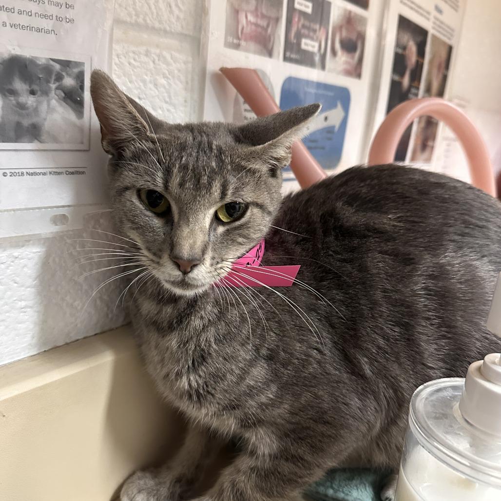 Swirls, Adoptable, Young Female Domestic Short Hair.