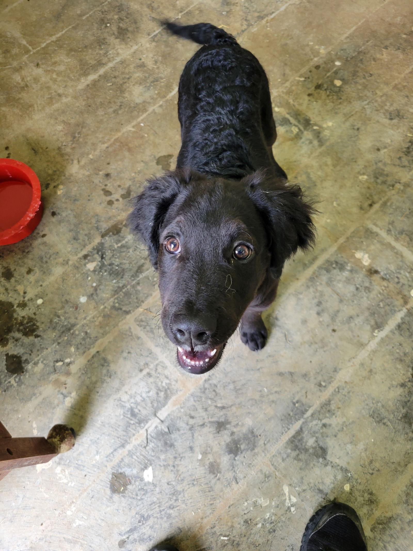 Enlarge Gadget, a Adoptable Labrador Retriever in Hartselle, AL image 1/1