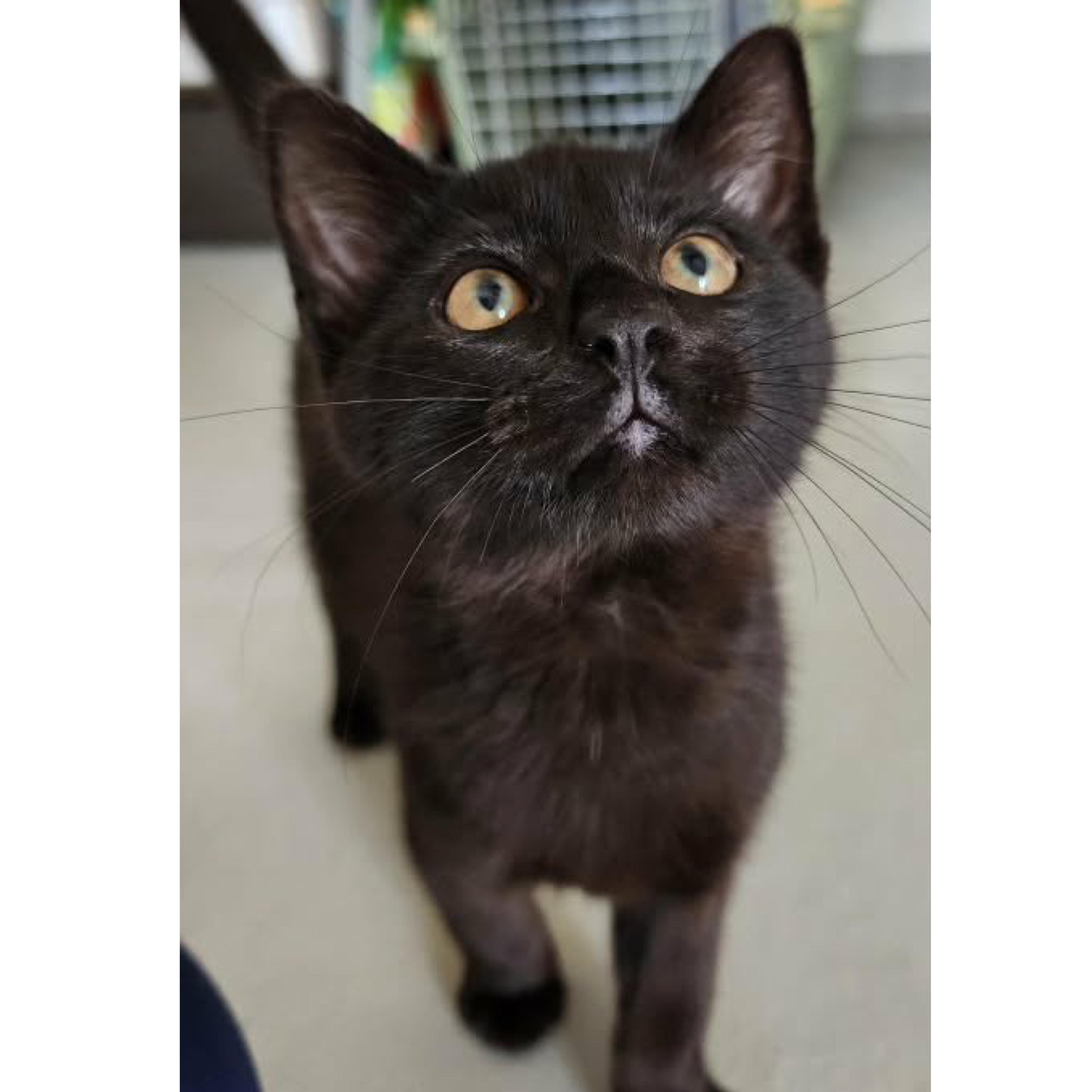 Hammer, adopted, Kitten Male Domestic Short Hair.