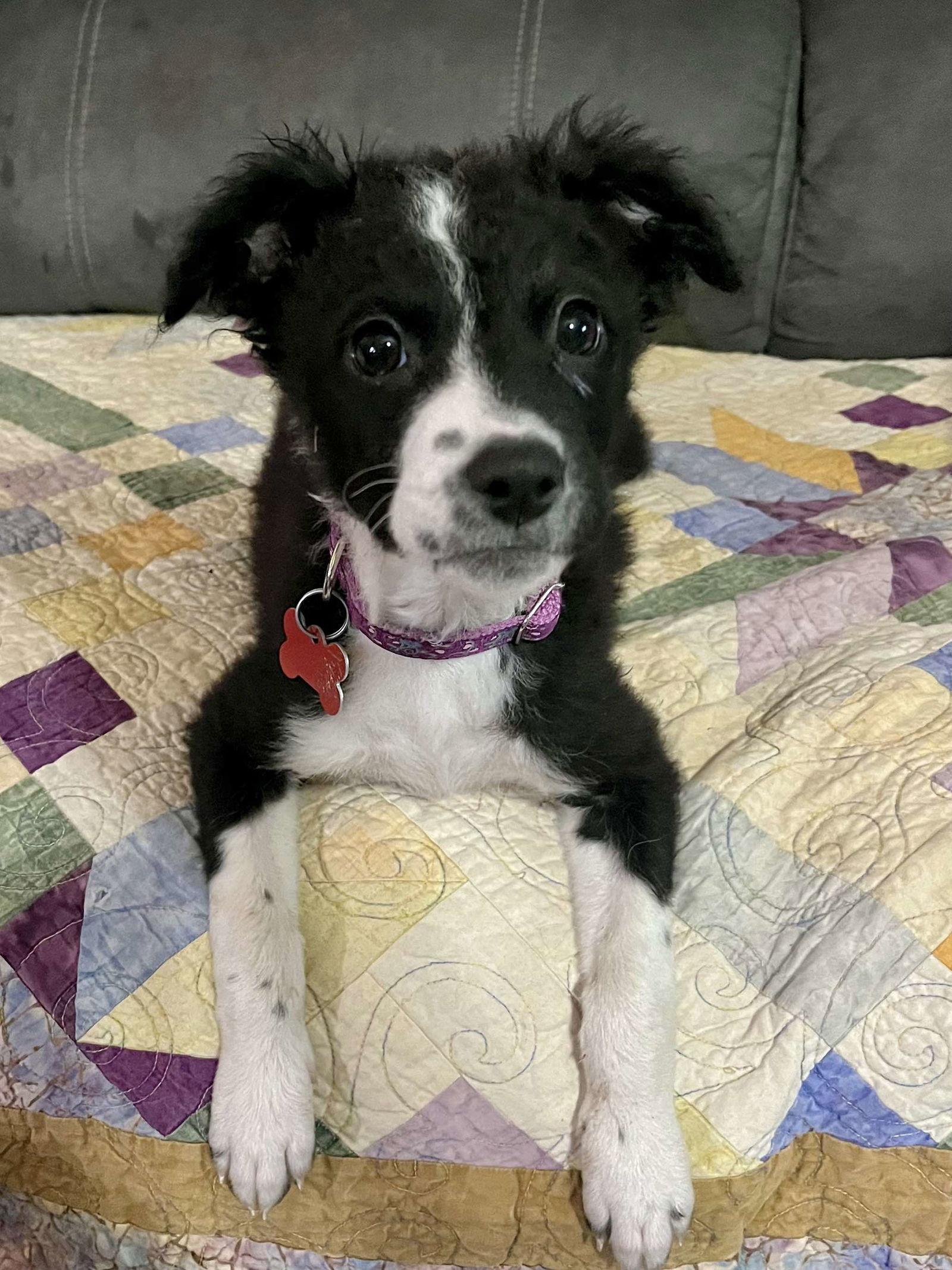 Ruthie (2025), Adopted, Puppy Female Border Collie.