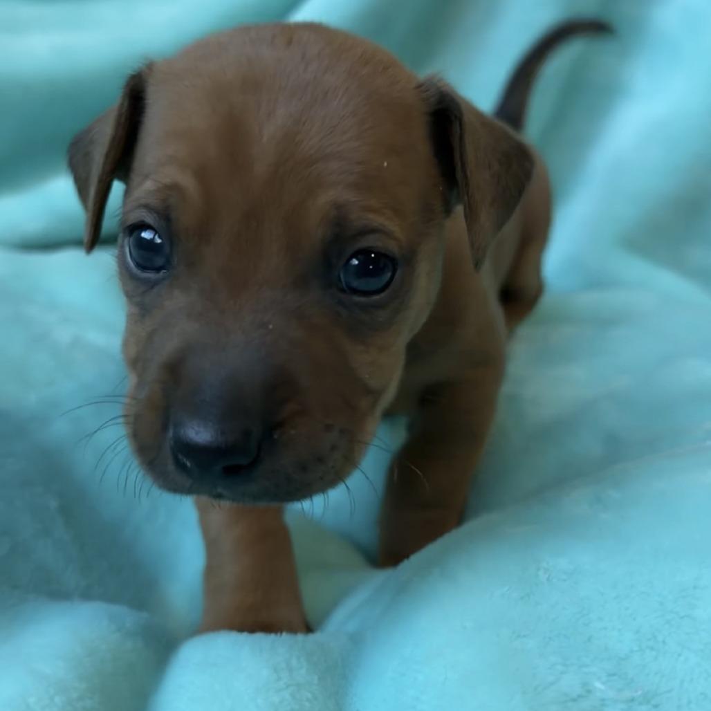 Peony  Cork thumbnail 2