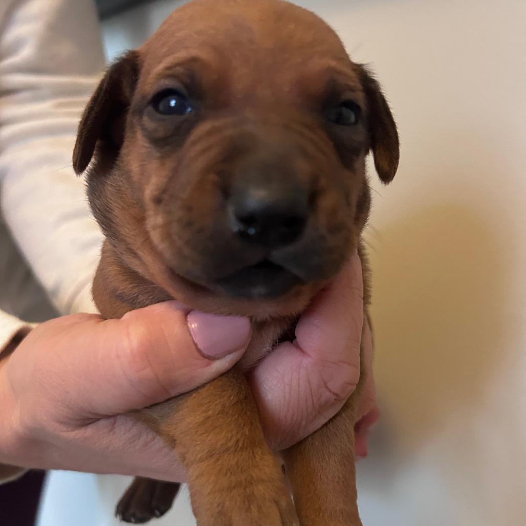 Peony  Cork thumbnail 3