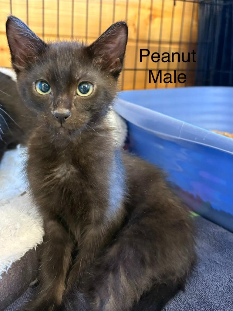 Enlarge Peanut, a Adopted mixed breed in Heber City, UT image 1/1