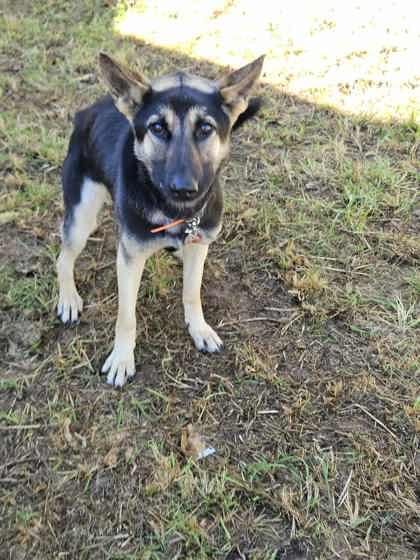Princess, Adoptable, Adult Female German Shepherd Dog & Mixed Breed.