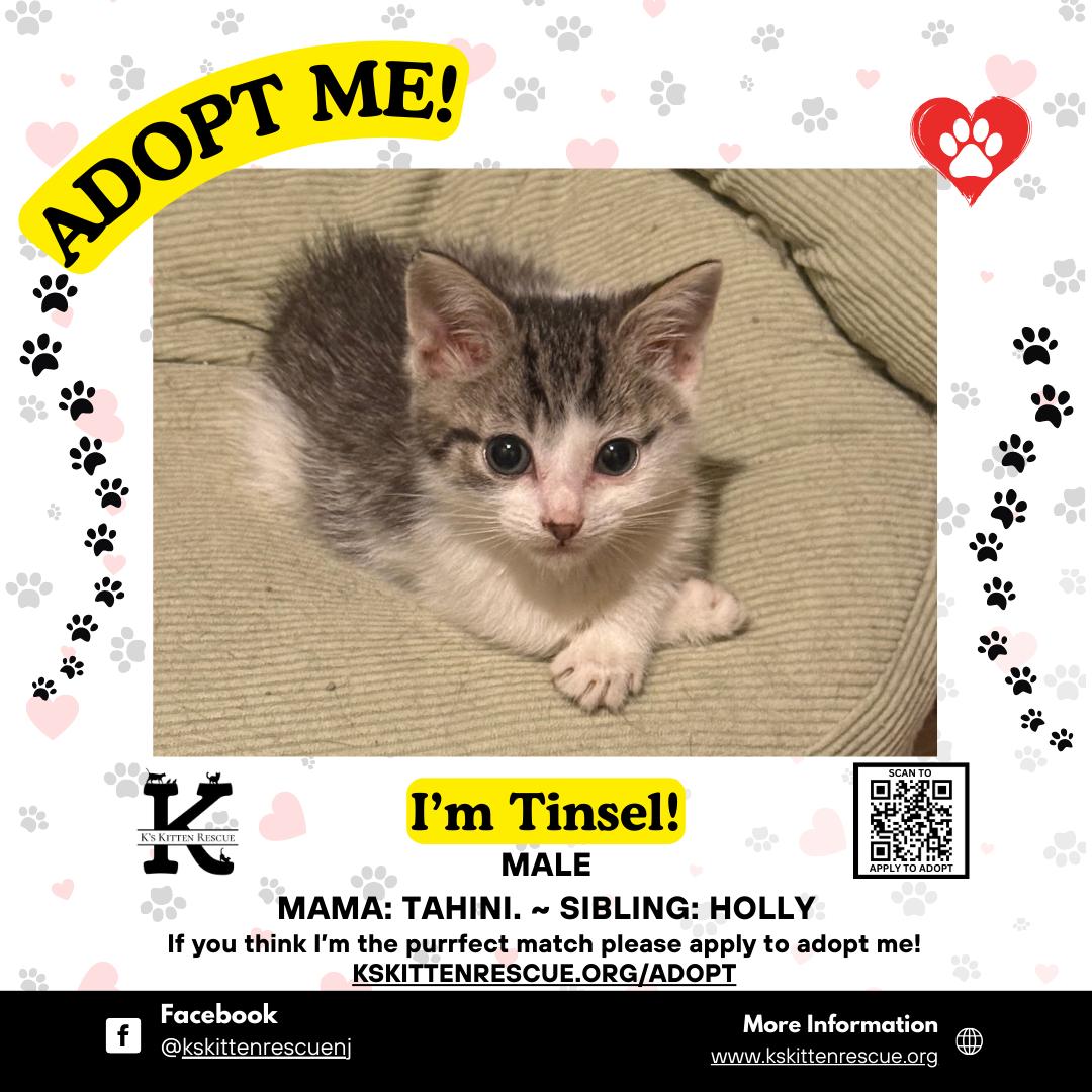 Tinsel, ADOPTABLE, Kitten Male Domestic Short Hair.